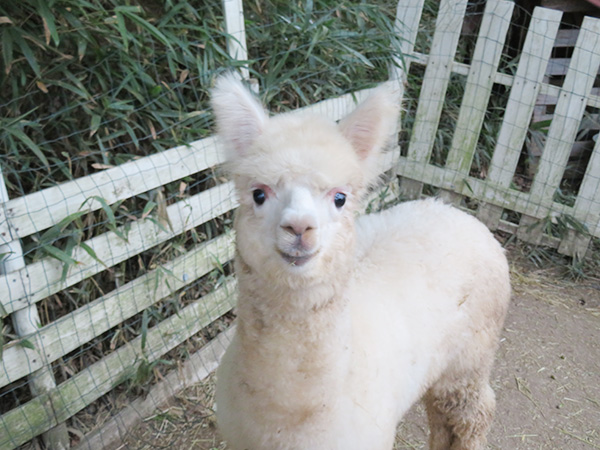 ふれあい動物園inサエラ