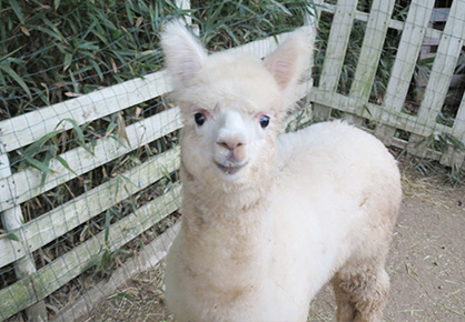 ふれあい動物園inサエラ