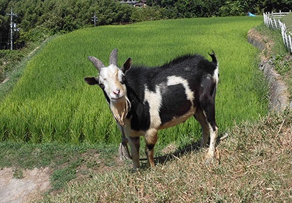 ふれあい動物園inサエラ