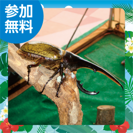 画像：7月23日（日）　“サエラ de 過ごす夏休み” カブトムシ・クワガタふれあい体験