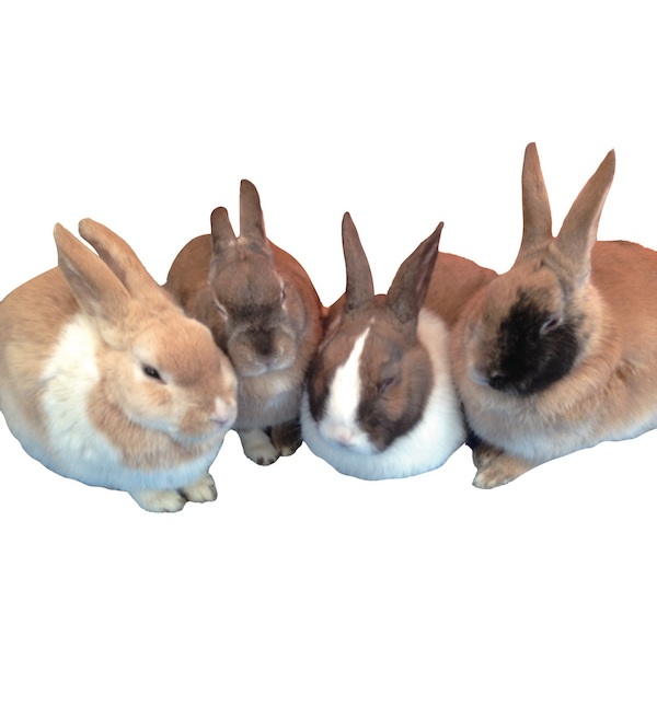 ウサギ