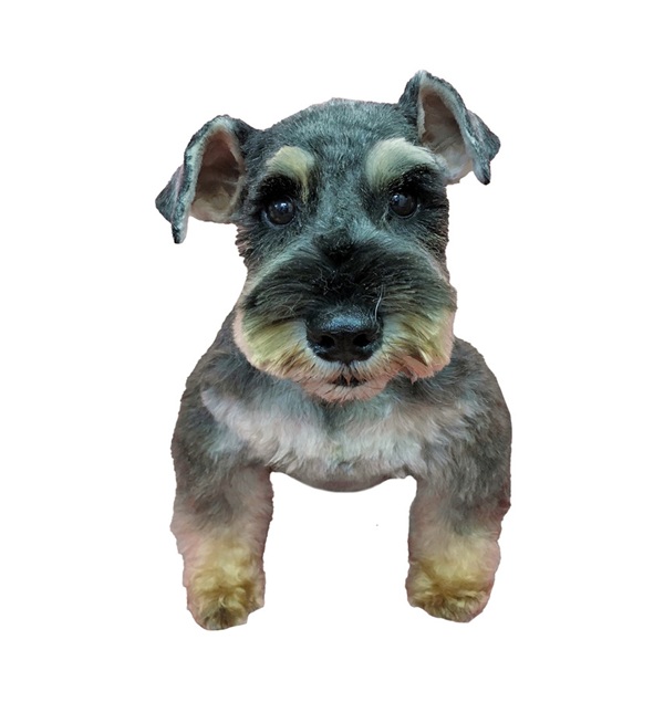 小型犬